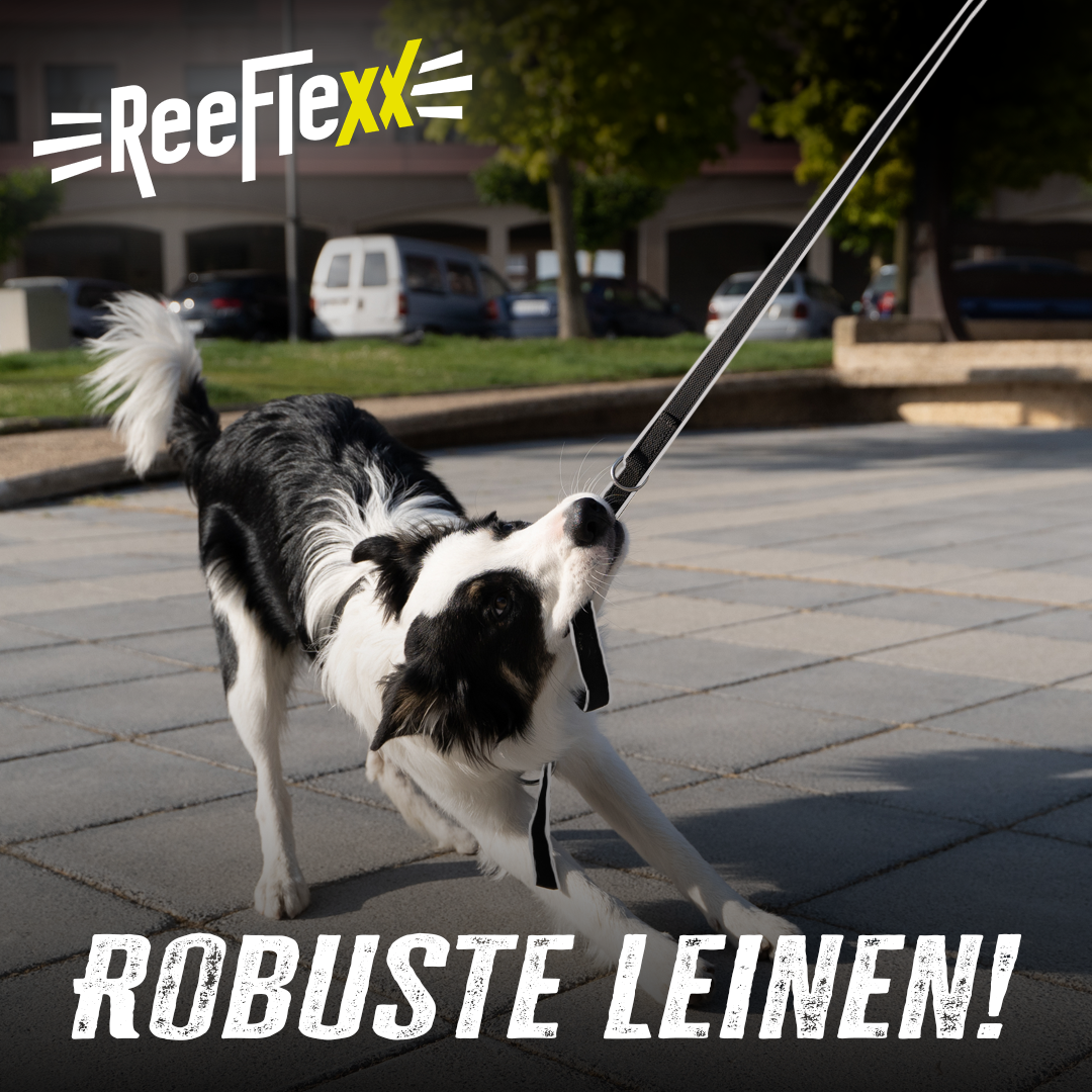 Hundeleine - Dog Leash - Red